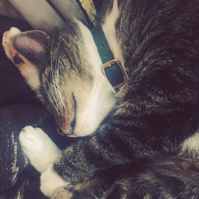 Customer photo review of Katmai Collar
