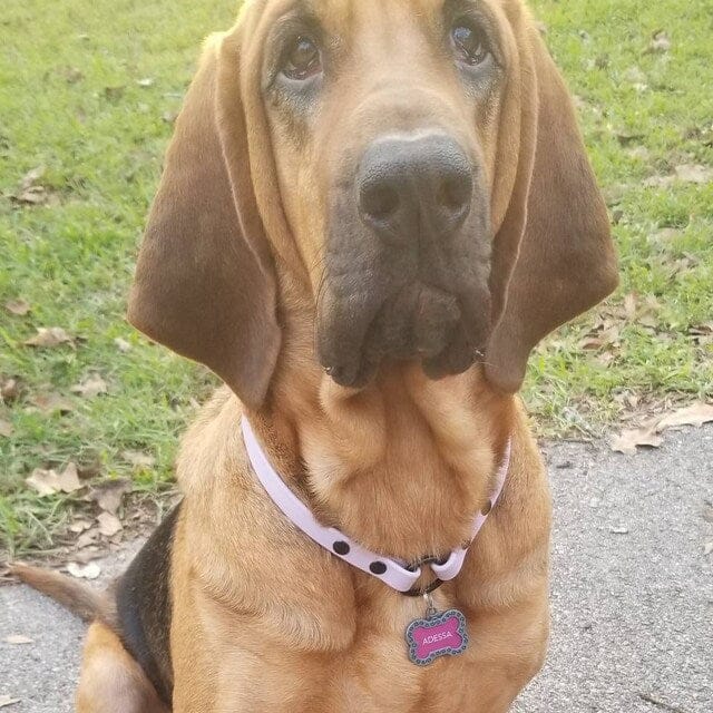 Customer photo review of House Collar