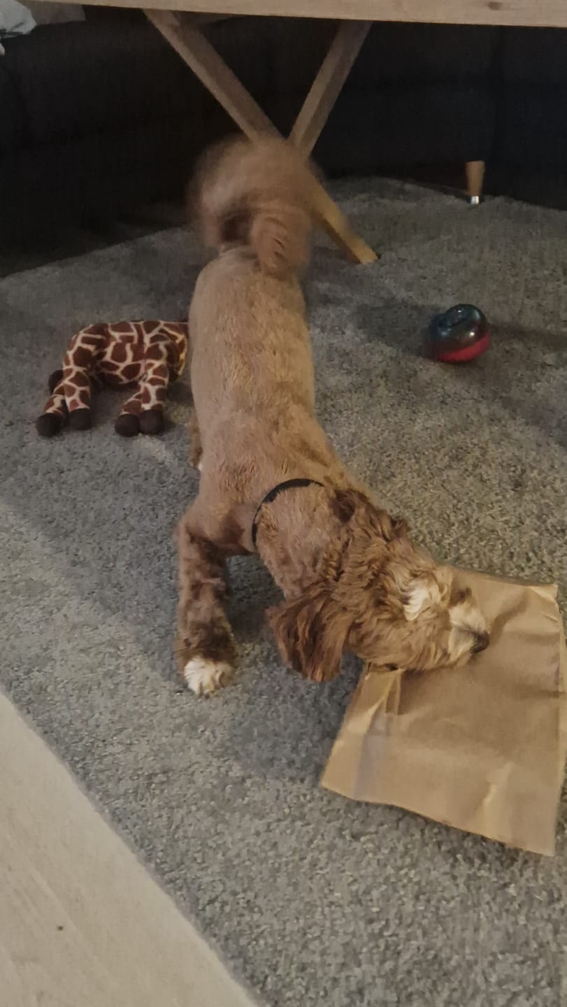 Customer photo review of Luksushund's Adventskalender: 4 gaver til din hund