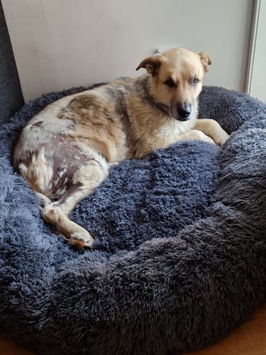 Customer photo review of CalmBed - Motverkar stress & hjälper mot ångest