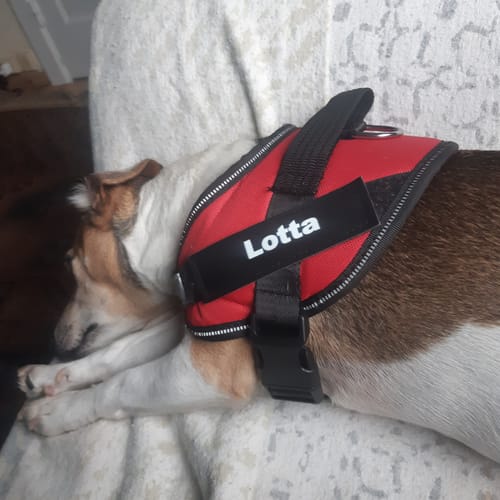 Customer photo review of Puppery™ Personalisiertes Anti-Zug Hundegeschirr