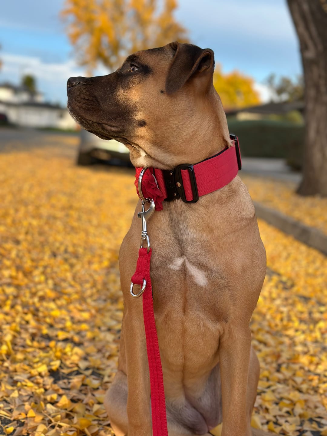 Customer photo review of Training Double Ended Dog Lead | 2m Length -  Red