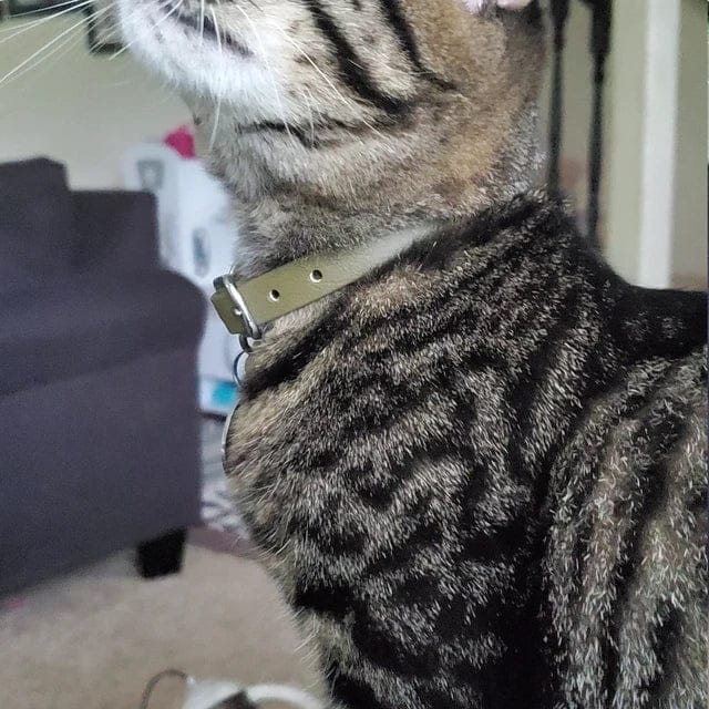 Customer photo review of Katmai Collar