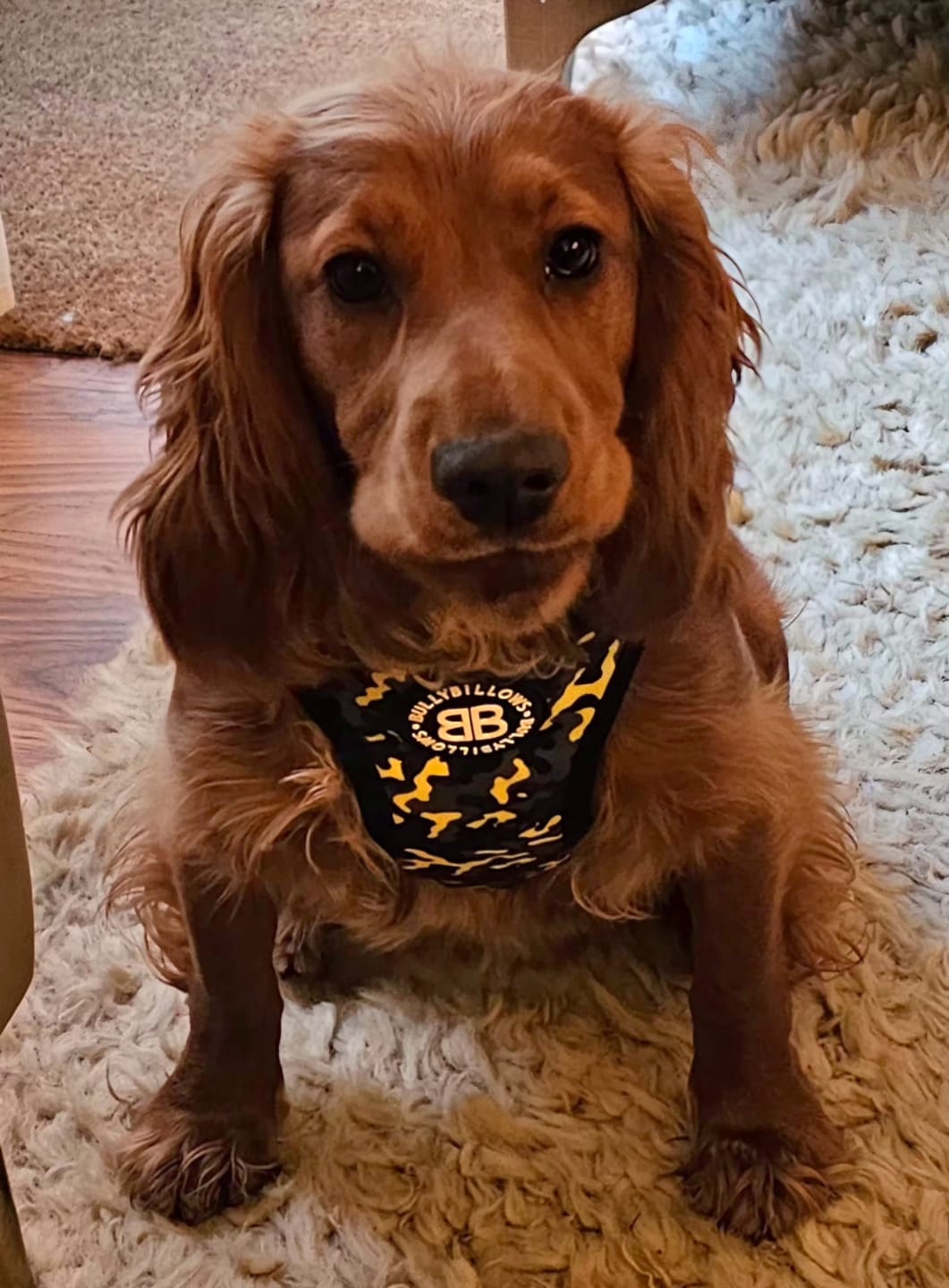 Customer photo review of Comfort Premium Harness | Non Restrictive - Lightning