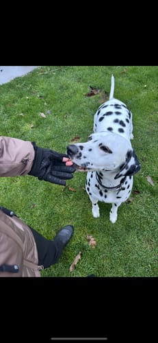 Kundeanmeldelse med foto af DogCoach Allround Godbidshandsker | Unisex | Sort | Miley