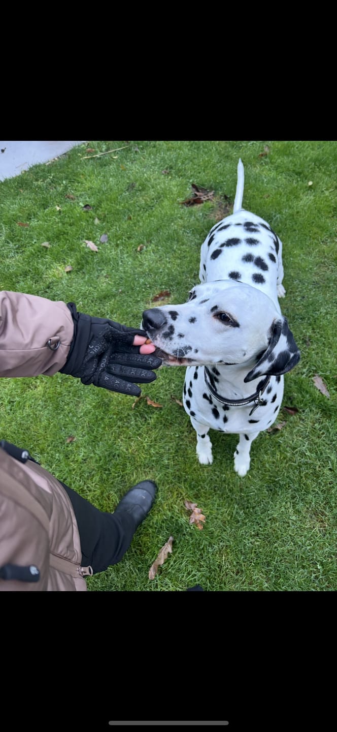 Customer photo review of DogCoach Allround Godbidshandsker | Unisex | Sort | Miley
