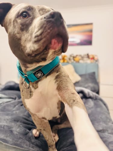 Florian A. review of 4cm Slip on Collar | Foam Padded - Turquoise image 1 out of 1