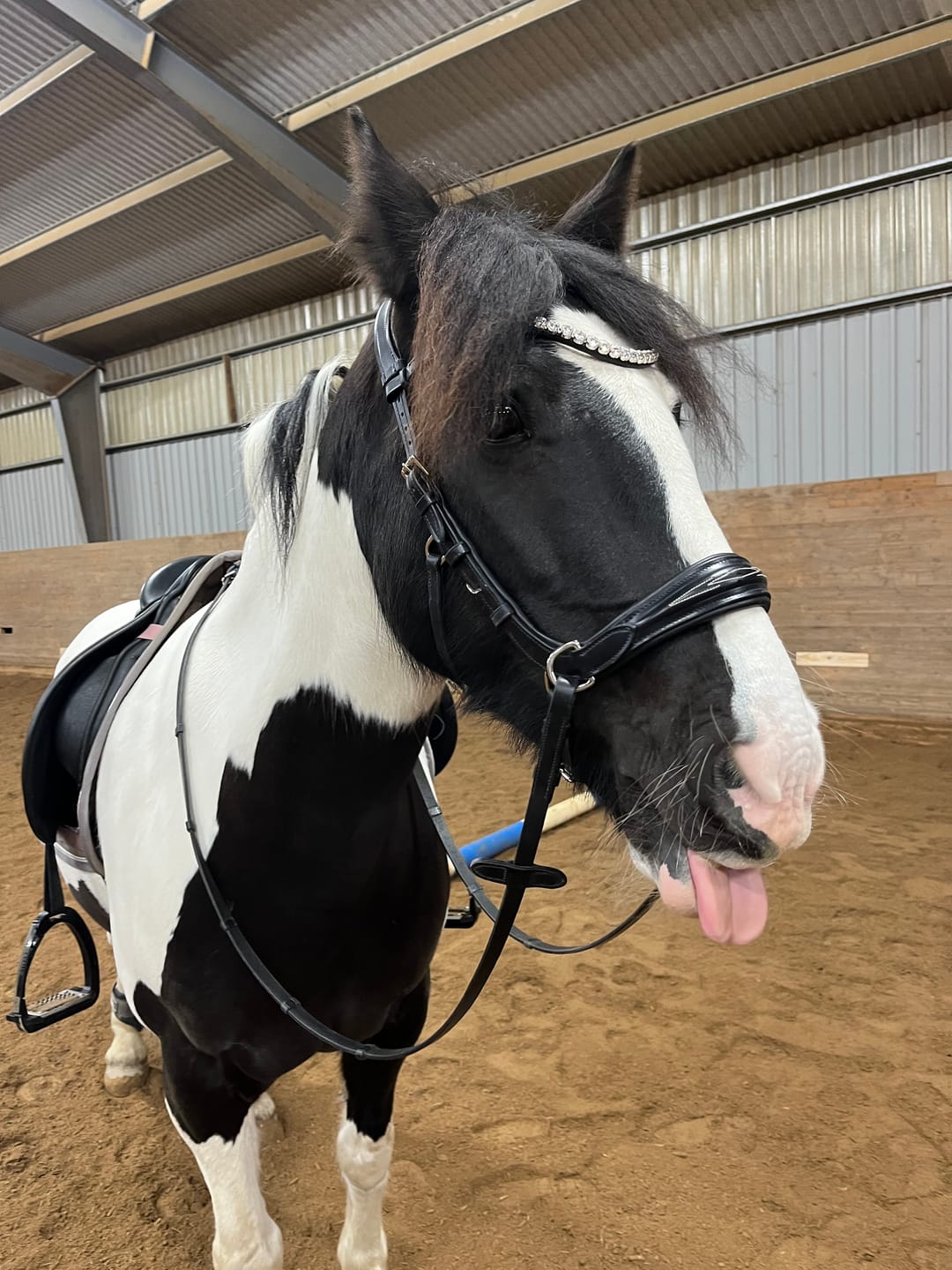 Customer photo review of Oliander Multi bridle - MASEGO bit to bitless system - SILVER