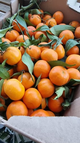 Joel B. review of Clémentines Bio - Origine Corse image 1 out of 1