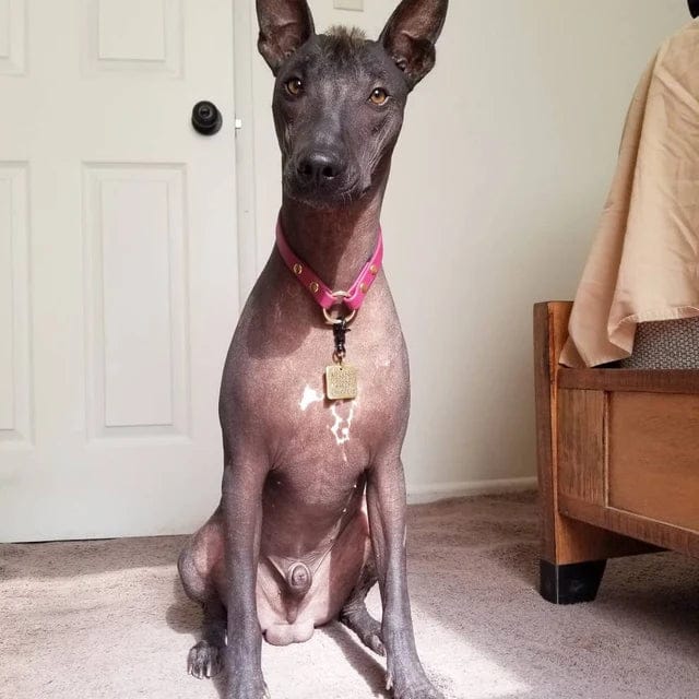 Customer photo review of House Collar
