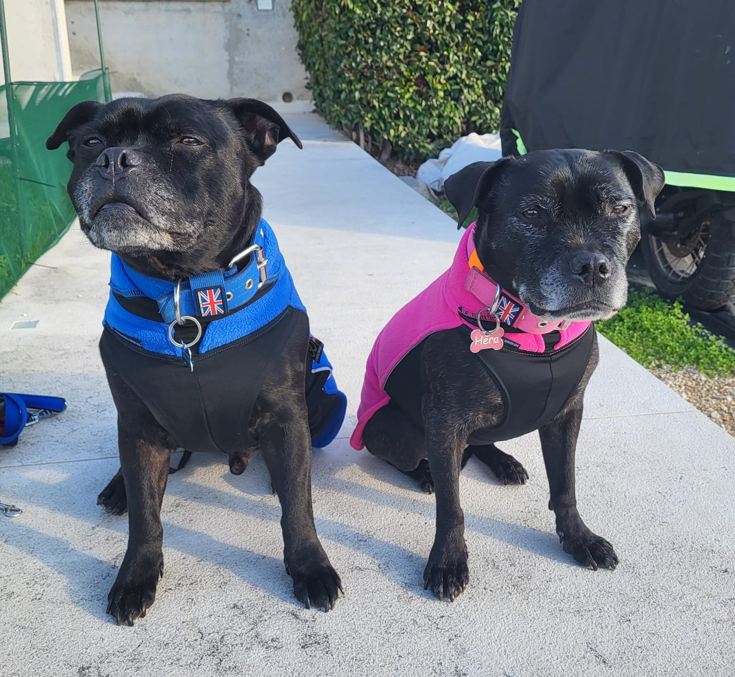 Customer photo review of Staffordshire Bull Terrier 1935® Fleece Coat - Fuchsia