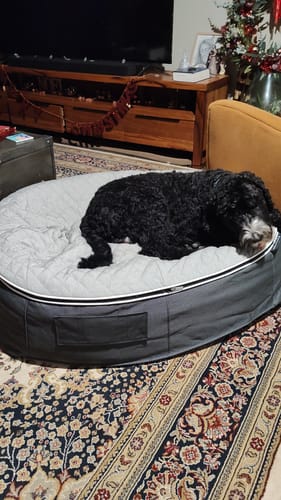 Customer photo review of Large Rebound Foam Mattress Dog Bed - Interior/Outdoor
