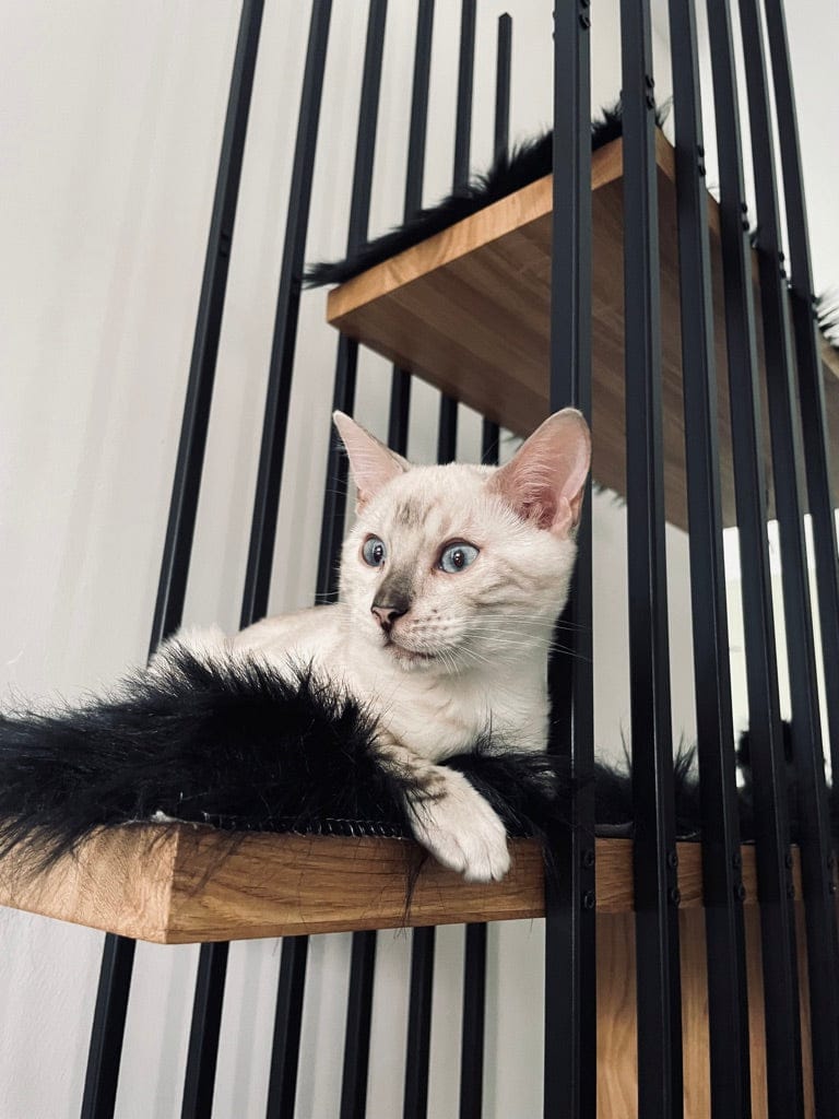 Customer photo review of STYA Katzen Kratzbaum MS220 | Schwarz