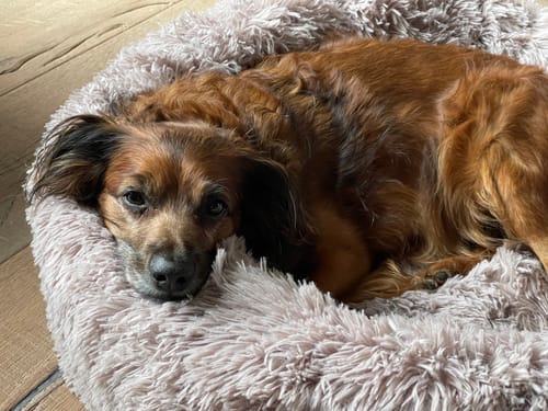 Customer photo review of Puppery Hundebett Wolke 7 - Das Original