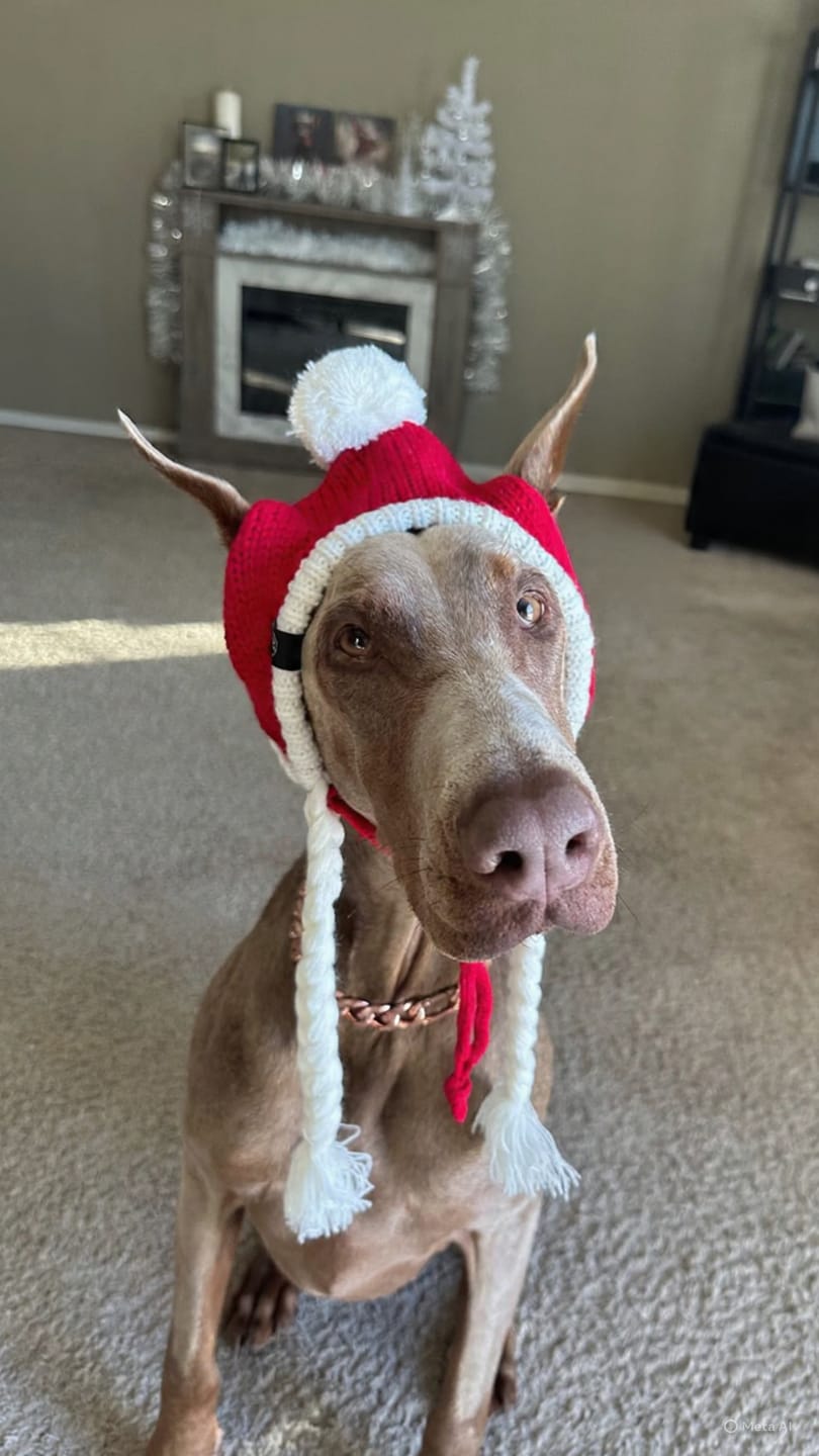Customer photo review of Knit Pom Pom Dog Beanie Hats