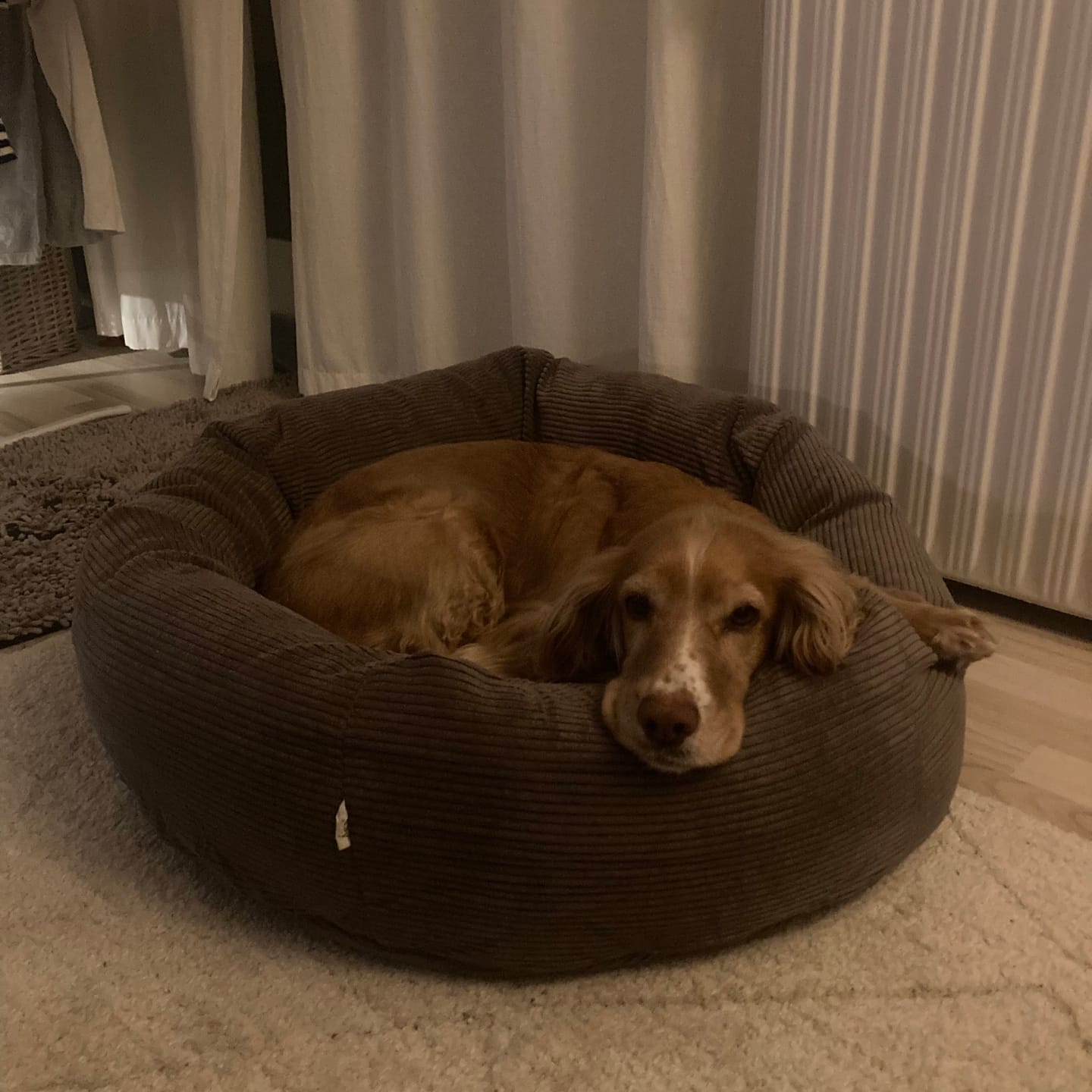 Customer photo review of Staey - Luna 3.0 Hundeseng, Taupe Fløjl