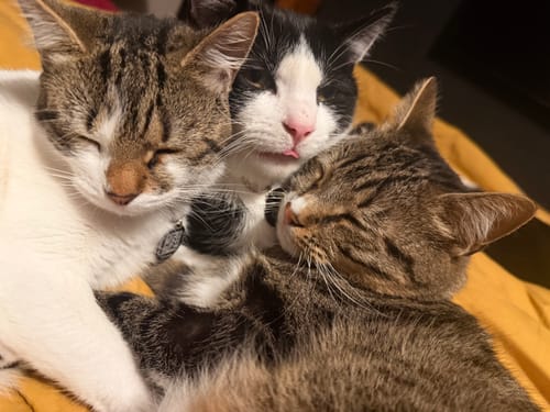 Customer photo review of 1 month supply - 6 Cats