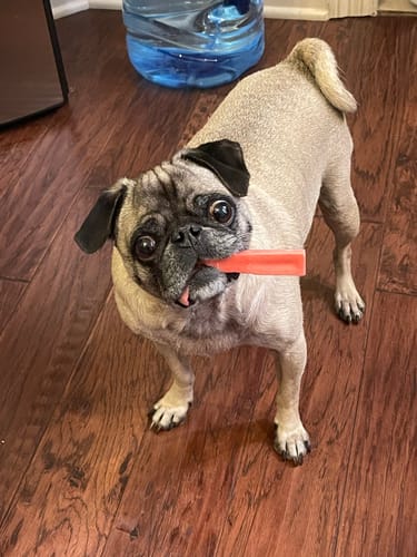 Customer's pug standing on a wood floor, holding a red Strawberry Yak Chew in its mouth.