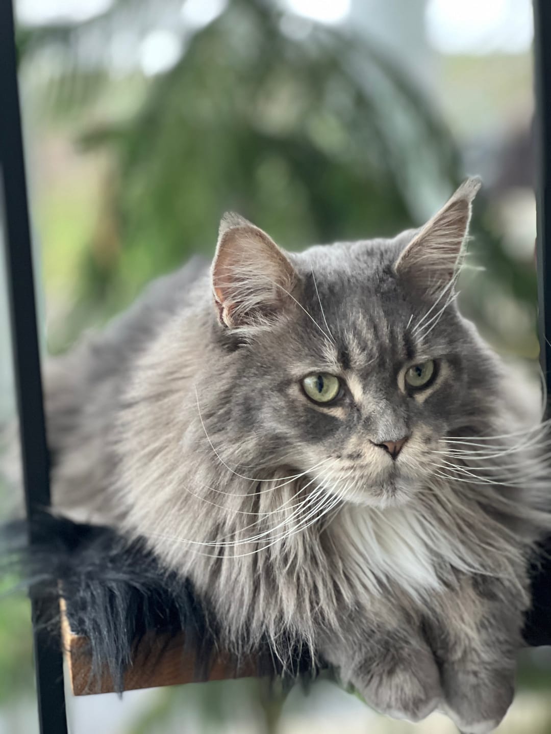 Customer photo review of STYA Katzen Kratzbaum MS210 | Schwarz