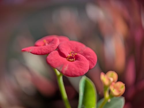 Customer photo review of Pro Series - Macro Lens
