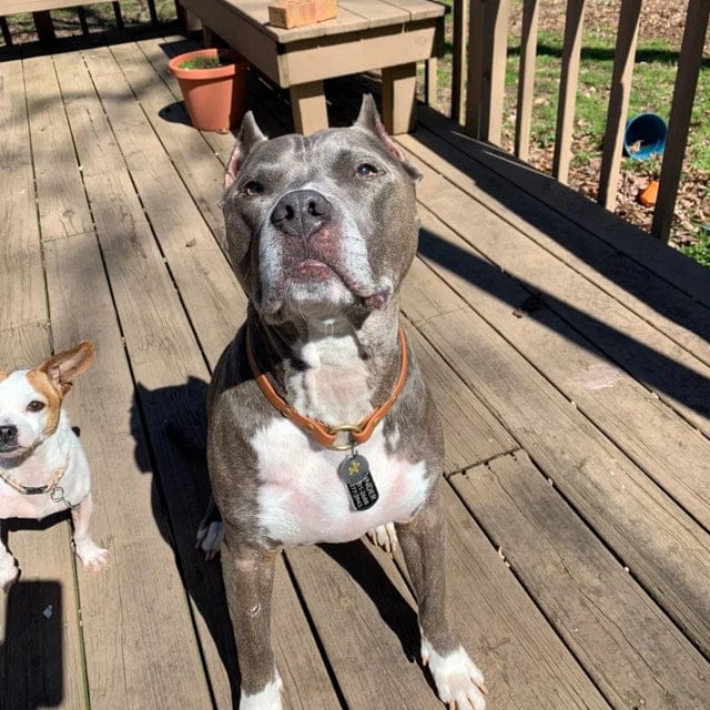 Customer photo review of House Collar