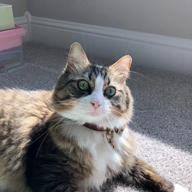 Customer photo review of Katmai Collar