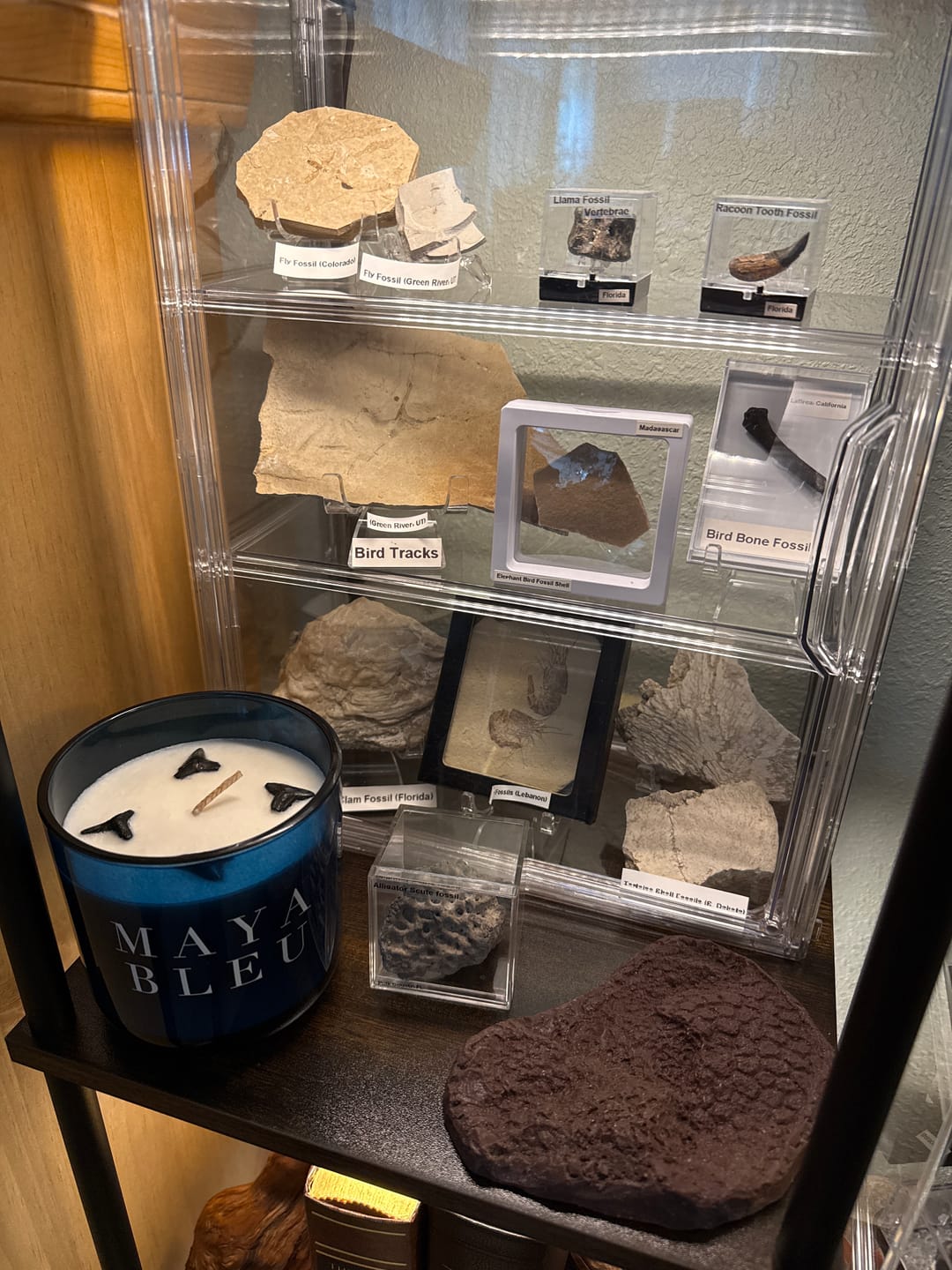Customer photo review of The Original Shark Tooth Candle