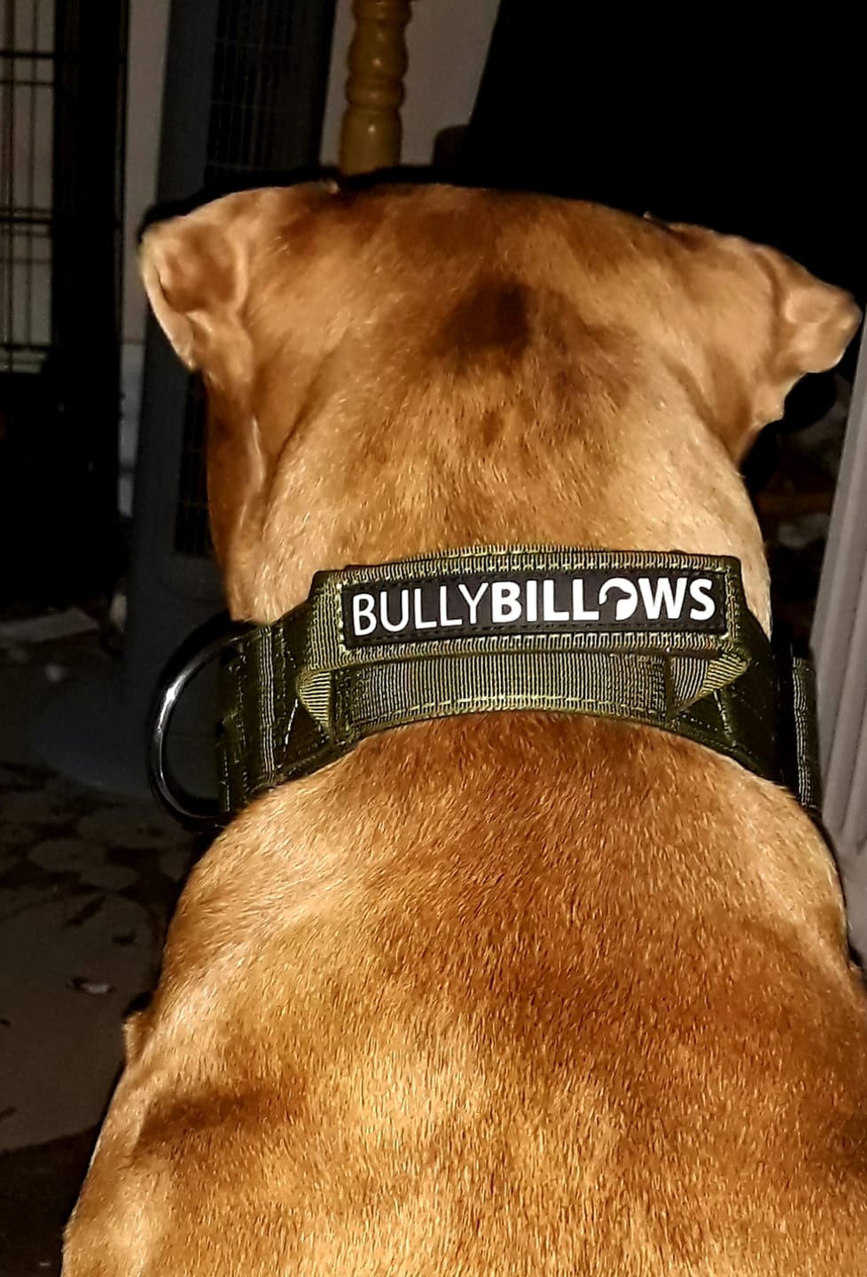 Customer photo review of 5cm Combat® Collar | With Handle & Secure Clip - Khaki