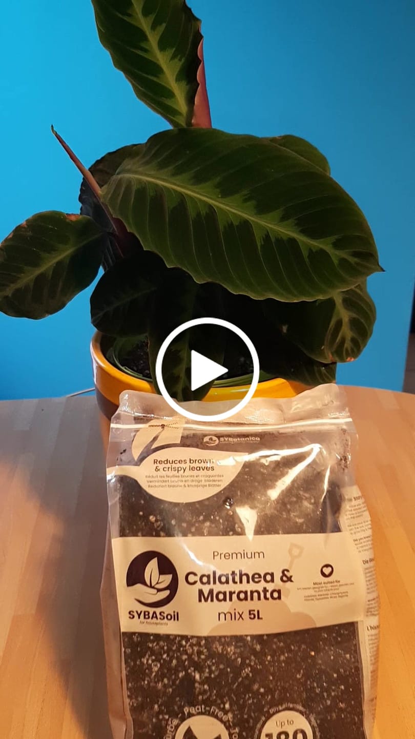 Customer video review of Calathea & Maranta Mix