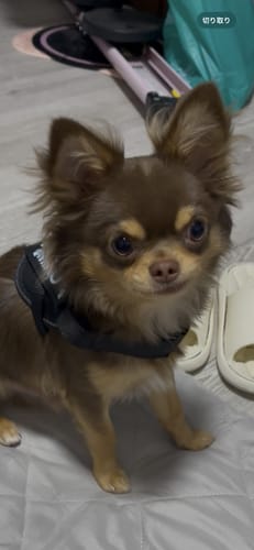 Customer photo review of FunFunPet 高機能ハーネス（お名前タグ作成サービス付き）