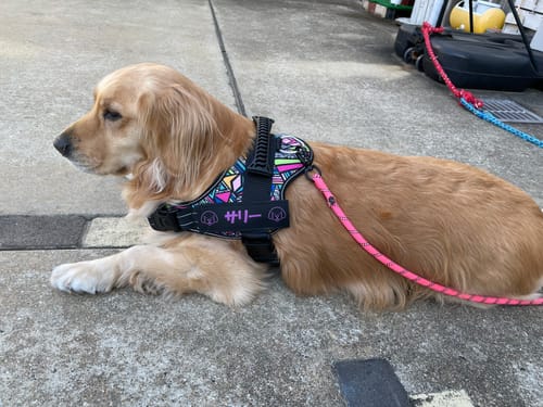 Customer photo review of 【プレミアム版】FunFunPet 高機能ハーネス （お名前タグ作成サービス付き）