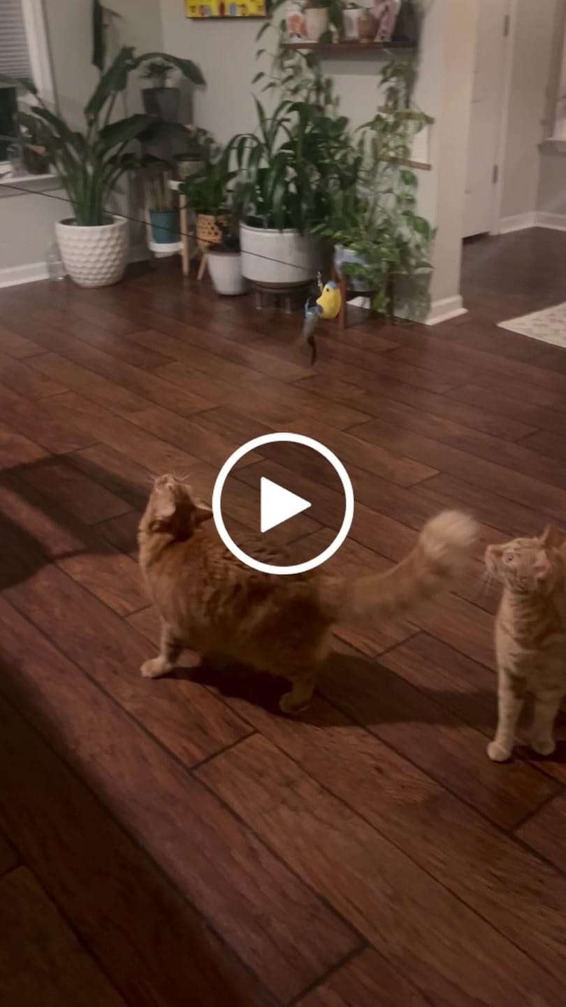 Customer video review of Interactive Bird Simulation Cat Toy Set | Leo's Paw