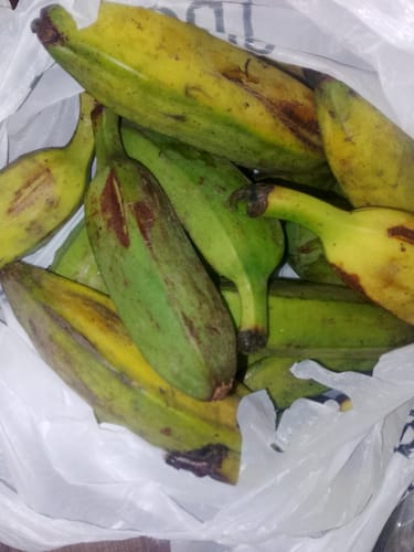 Customer photo review of Burro Banana (Orinoco Banana)