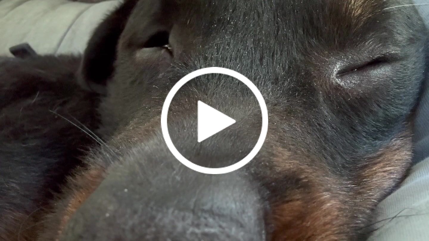 Customer video review of Royal Canin Gastrointestinal Low Fat + Hydrolyzed Protein Dry Dog Food