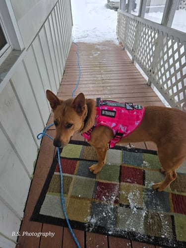 Customer's dog wearing the pink camouflage Team K9 Dog Harness with an 'In Training' patch on a deck.