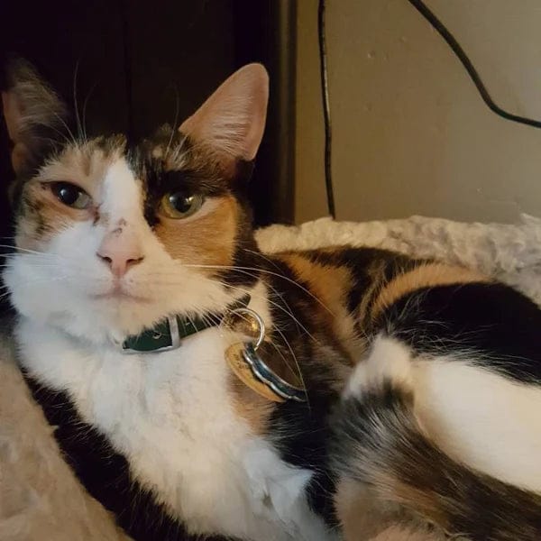 Customer photo review of Katmai Collar