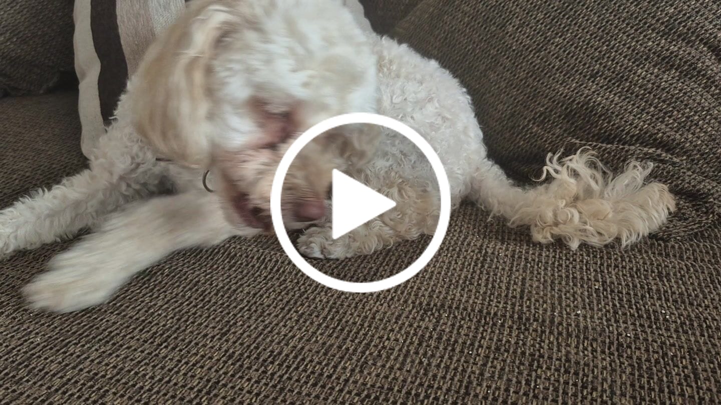 Customer video review of Asta de ciervo para perros - Regular