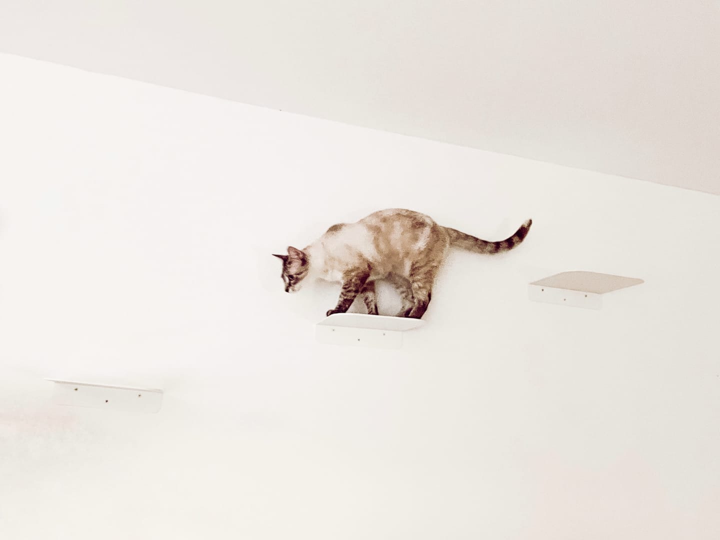 Customer photo review of STYA Katzen Kletterwand | Katzen Treppe WL340 | Mit 3 Stufen