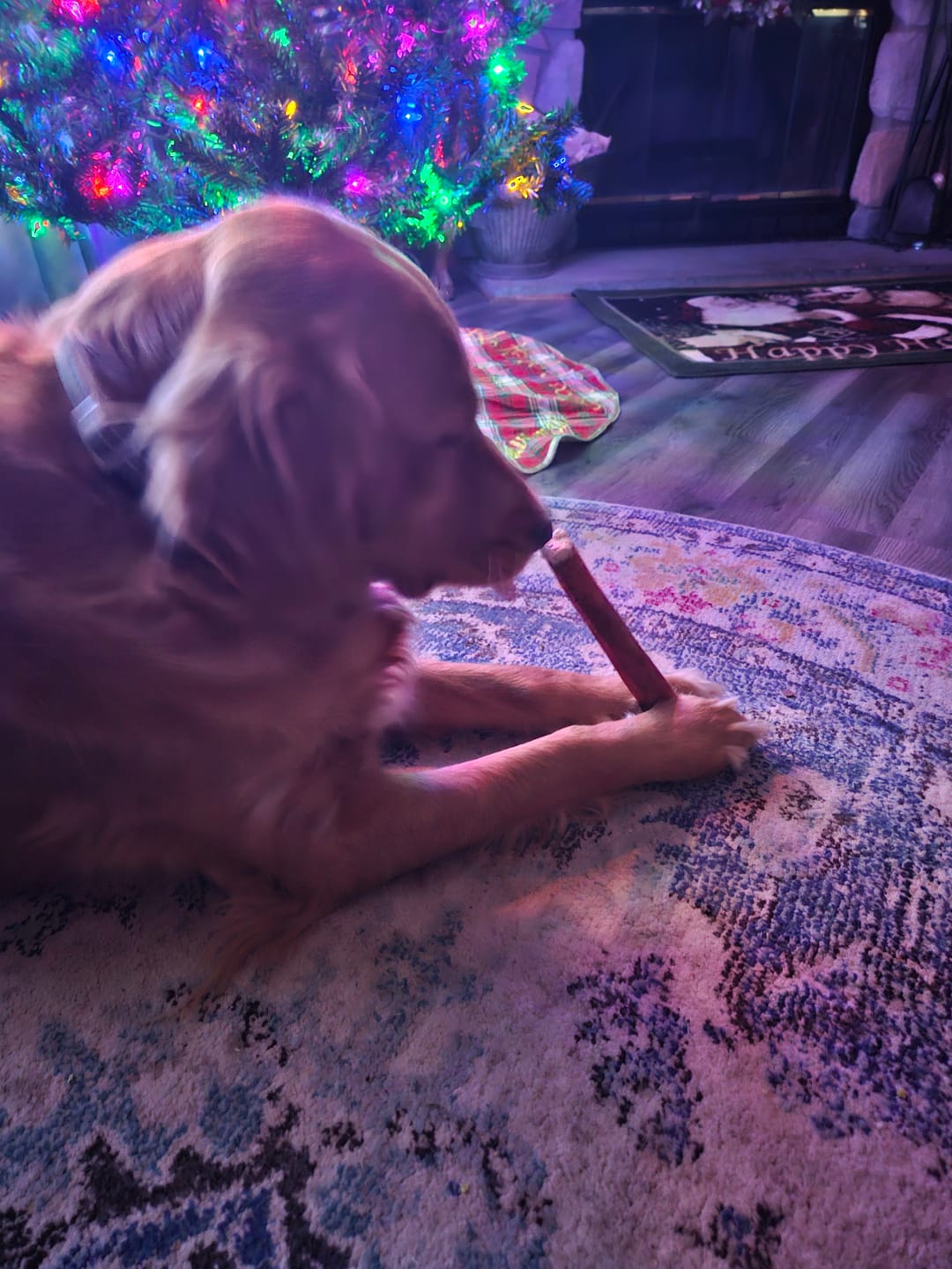 Customer photo review of 6 Inch Monster Bully Stick