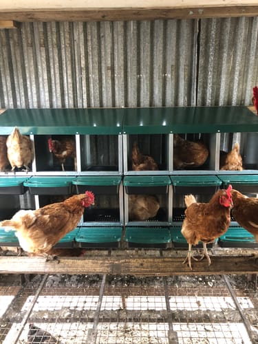 Customer photo review of Advwin 6 Hole Chicken Hen Coop Egg Nesting Box