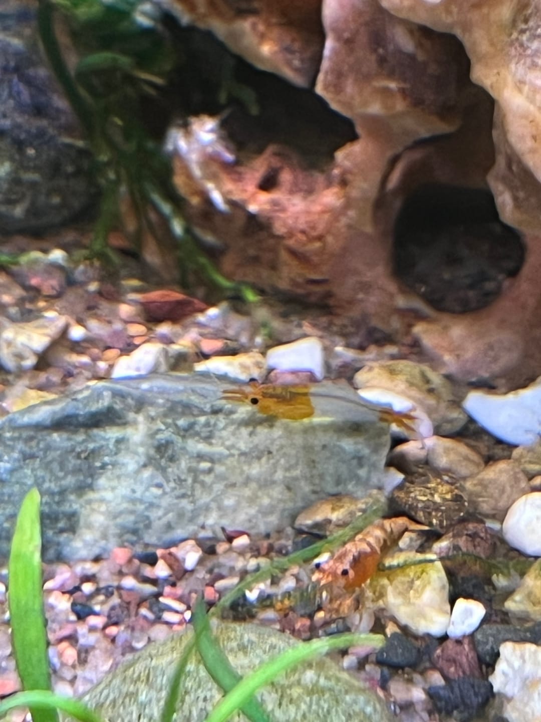 Customer photo review of Orange Rili Shrimp