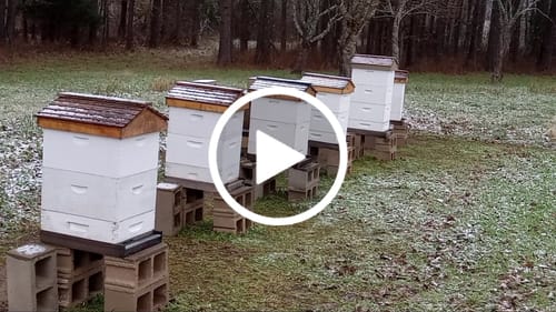 Customer video review of BeeCastle Logo Free Wax Dipped 10 Frame Unassembled Brood Deep Boxes,Premium Cedar Wood Bee Boxes with Pine Wooden Frame and Beeswax Plastic Foundation for Elevated Beekeeping.