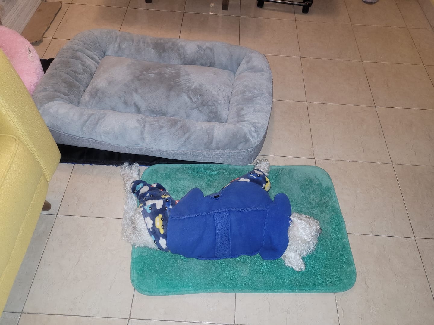 Customer photo review of Cama Sofá para Perros