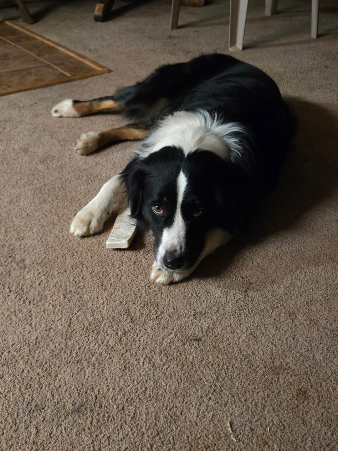 Customer photo review of Medium Moose Chew