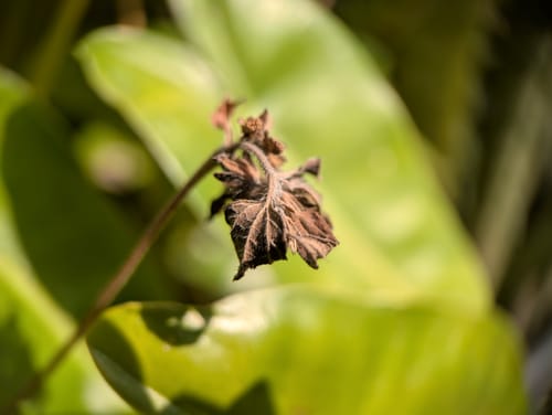 Customer photo review of Pro Series - Macro Lens