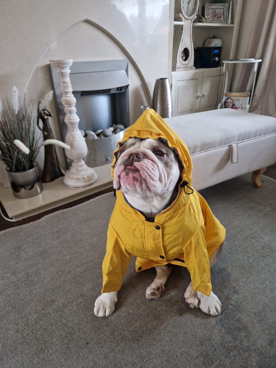 Customer photo review of Stylish Waterproof Dog Raincoat