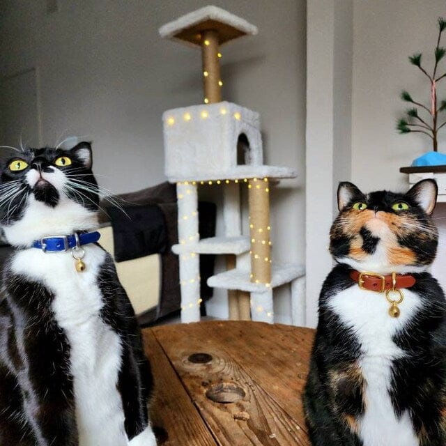 Customer photo review of Katmai Collar