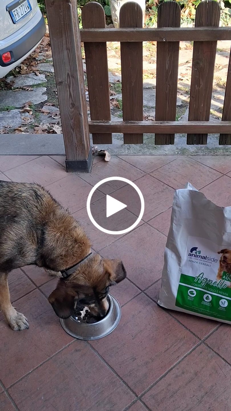 Customer video review of Linea Grain Free - Agnello con Patate Dolci e Menta - Cane Adulto