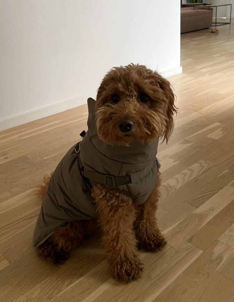 Customer photo review of Staey - Vera Hundejakke m. sele, Sage