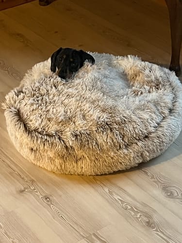 Customer photo review of The Dachshund Den™ — The First Bed Built for Badger Dogs